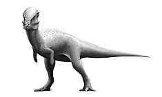 Life restoration of the close relative Pachycephalosaurus Pachycephalosaurus Reconstruction.jpg