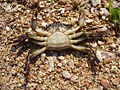 * Nomination: Marbled rock crab, female. The Black sea --George Chernilevsky 06:39, 9 June 2009 (UTC) * * Review needed