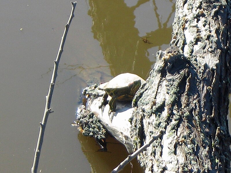 File:Painted Turtle, Chrysemys picta - Flickr - GregTheBusker.jpg