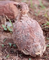 Chick Painted sandgrouse chick.jpg