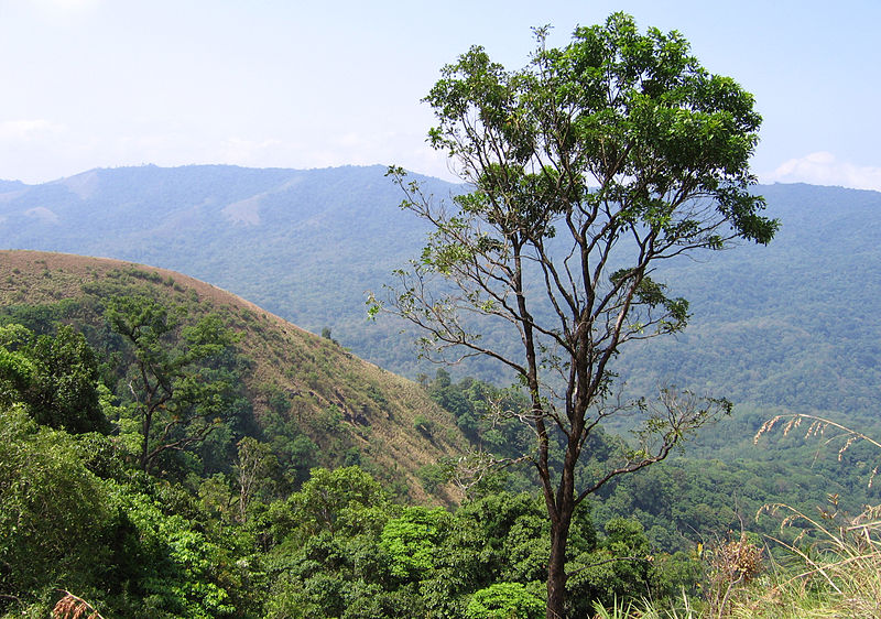 File:Pakshipathalam - views from the way to Pakshipathalam from Thirunelli (54).jpg