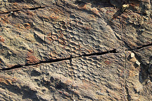 Paleodictyon P.San García Algeciras I03.JPG