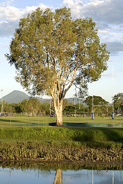 Paperbark in afternoon light