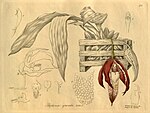 Paphinia grandiflora (grandis) - Xenia vol. 3 pl. 
 255 (1900). 
 jpg