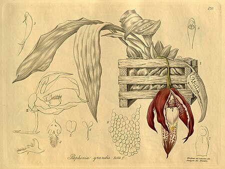 Tập_tin:Paphinia_grandiflora_(grandis)_-_Xenia_vol._3_pl._255_(1900).jpg