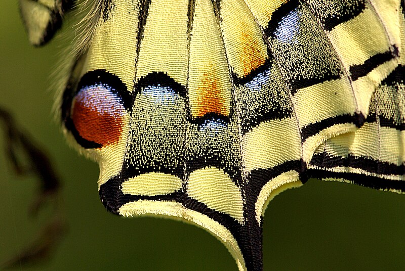 File:Papilio machaon 06.JPG