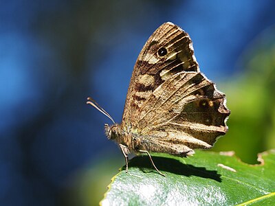 Speckled Wood, UK