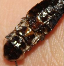 Dead adult male showing the markings on the median segment and first abdominal segment. Parcoblatta pennsylvanica North Carolina.jpg