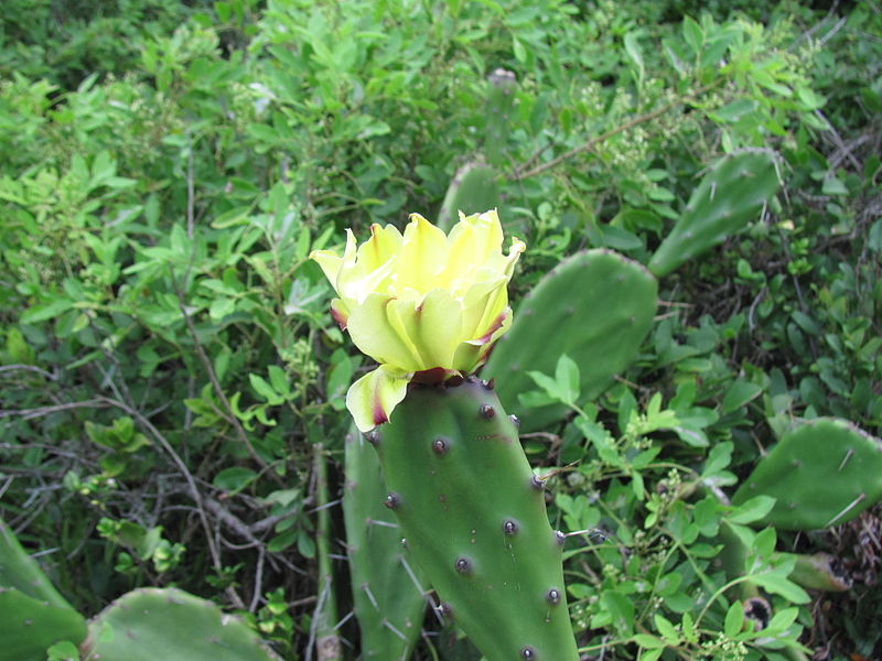 File:Parque da Guarita 029.JPG