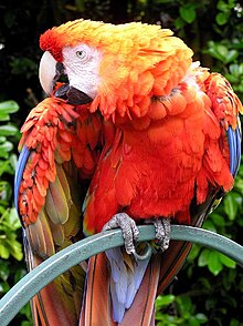 Parrot.red.macaw.1.arp.750pix.jpg