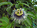 * Nomination: Passiflora edulis flower--Earth100 13:05, 21 May 2013 (UTC) * * Review needed