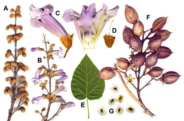 A: new buds; B: inflorescences; C: corolla tube; D: superior bilocular ovary; E: leaves; F: ovary capsules; G: seeds