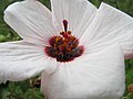 Pavonia hastata flower NC18.jpg