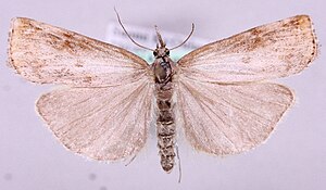 Pediasia truncatellus1.jpg