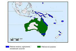 Australische pelikaan