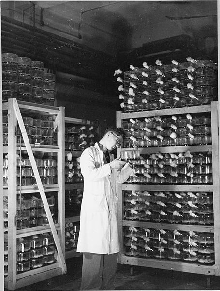 File:Penicillin Past, Present and Future- the Development and Production of Penicillin, England, 1943 D16958.jpg
