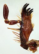 Pentodon idiota maxille.jpg