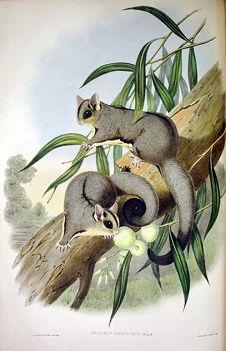 ไฟล์:Petaurus breviceps Gould.jpg