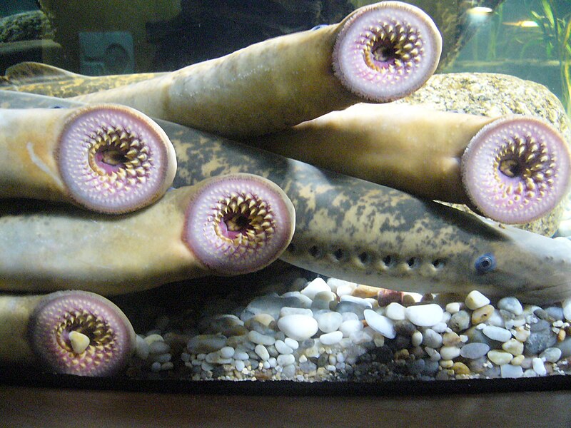 lamprey disease