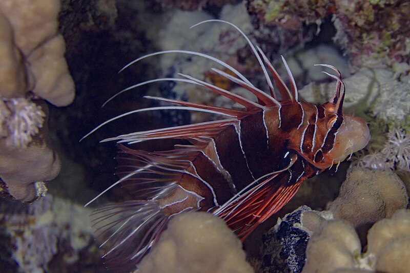 File:Pez león de aleta clara (Pterois radiata), mar Rojo, Egipto, 2023-04-18, DD 146.jpg