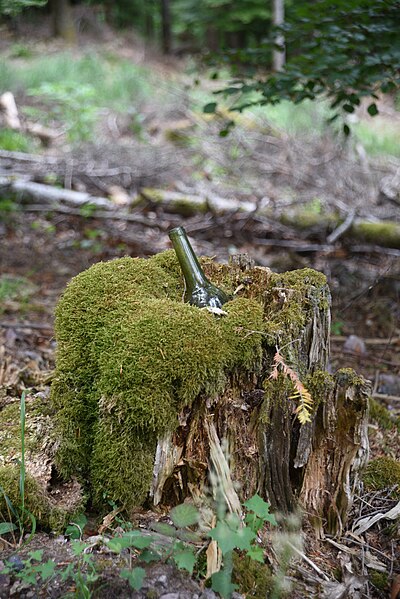 Wine bottle in an old stump. Kappelbronn, Alsace, France