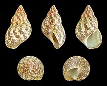 Phasianella variegata 02.JPG