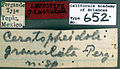Pheidole granulata castype00652 label 1. jpg