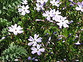 Phlox subulata 'Emerald Cushion Blue' close-up