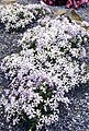 Phlox bifida