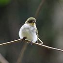 Phylloscartes sylviolus - Bay-ringed Tyrannulet