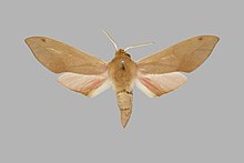 Phylloxiphia punctum, laki-laki, upperside. Afrika Selatan, Pretoria, BMNHE271381.jpg