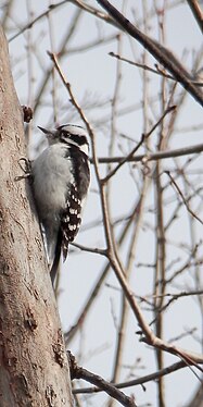 Downy Woodpecker (Picoides pubescens), Female