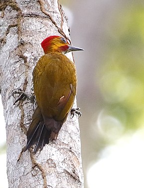 Descripción de la imagen Piculus leucolaemus - Pájaro carpintero de garganta blanca (macho) .jpg.