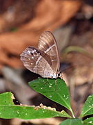 突尾柔眼蝶 Pierella hyalinus