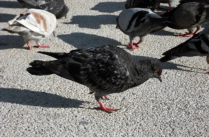 File:Pigeon feeding in Praça do Comércio, Lisbon.jpg