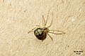 Pinhead-sized spiderling (NH266) (22140333701).jpg