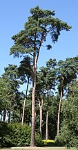 Planted trees in a park, Netherlands