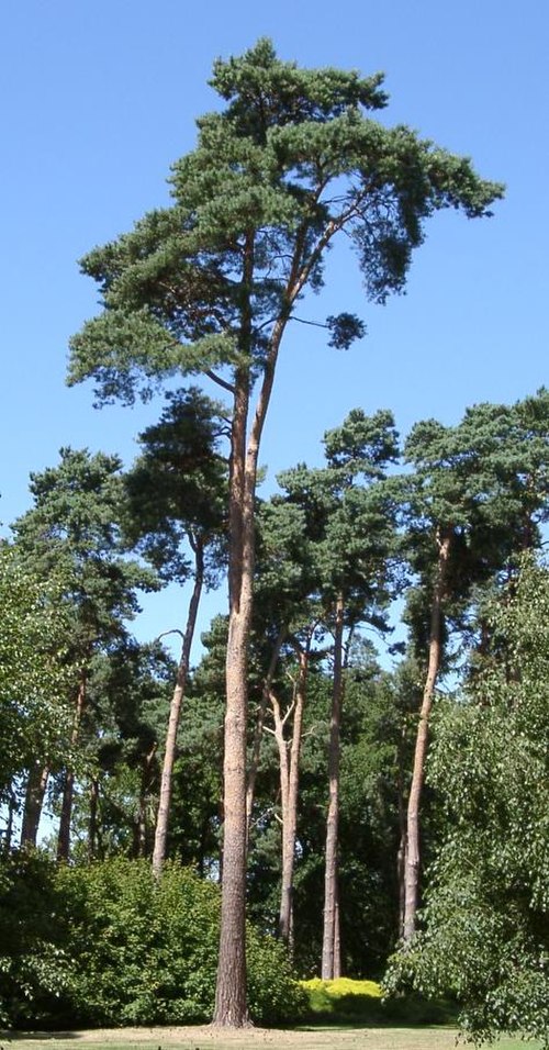 Image: Pinus Sylvestris