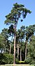 PinusSylvestris.jpg