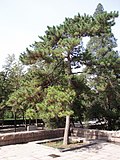 Miniatura para Pinus tabuliformis