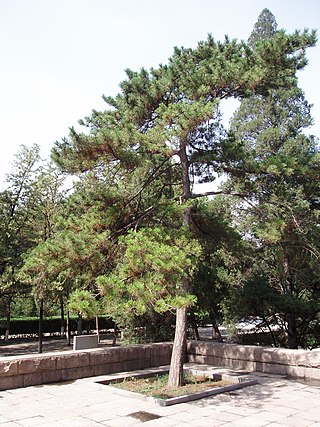 <i>Pinus tabuliformis</i> Species of conifer