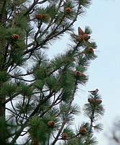 Foliage and cones, Christmas Valley, Lake Tahoe, California