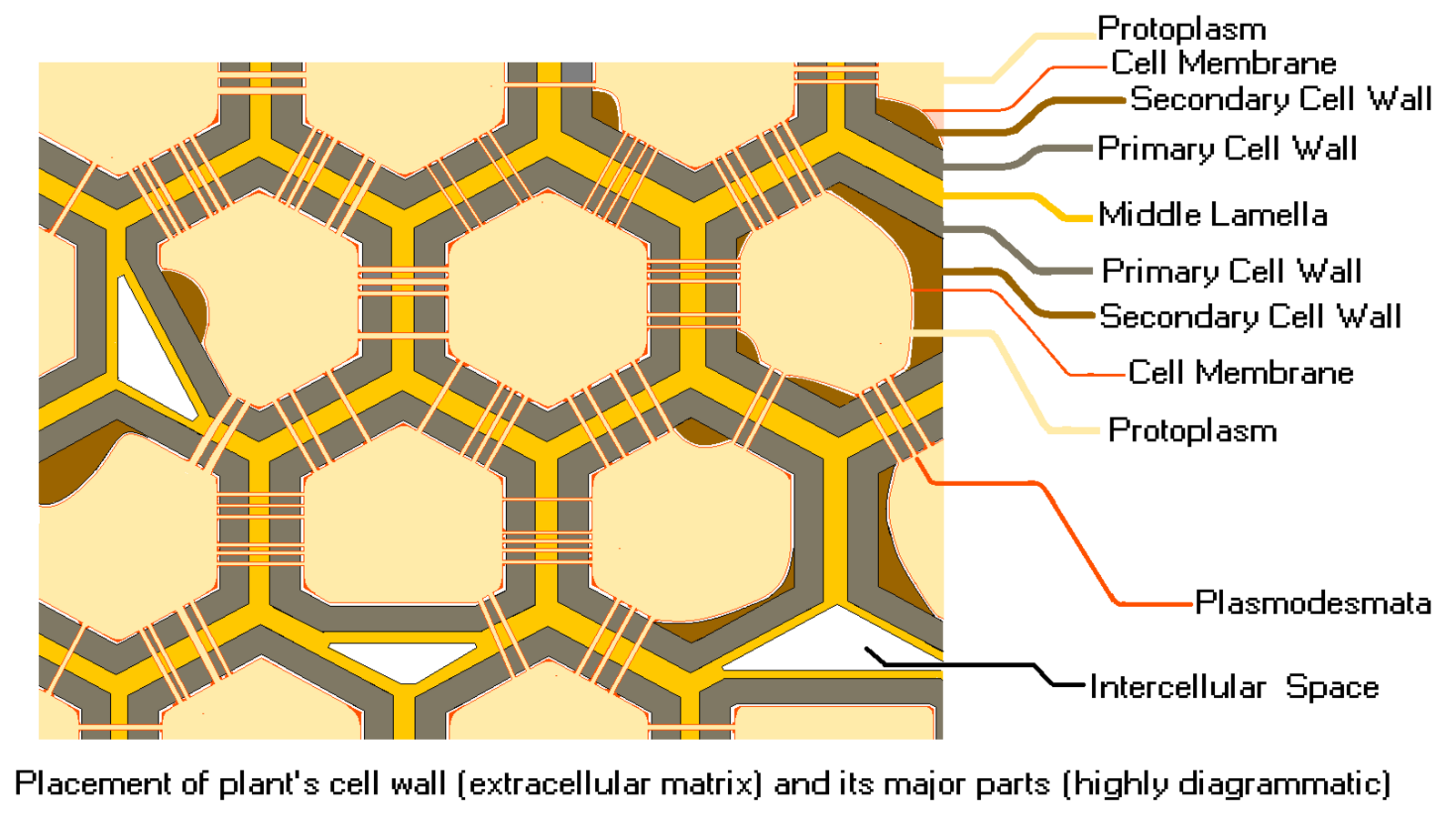 Клеточная стенка растений. Cell Wall. Cell Wall structure. Plant Cell Wall.