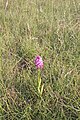 rudohlávek jehlancovitý (Anacamptis pyramidalis) Don Pedro