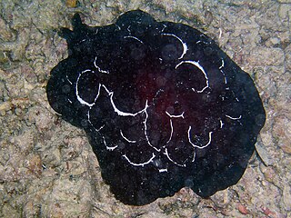 Pleurobranchus forskalii