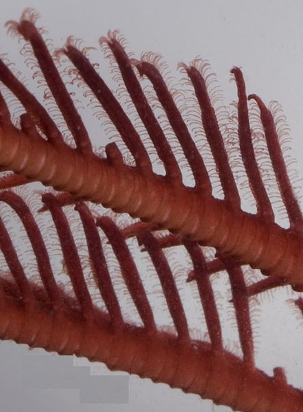 File:Podia of a red feather star.jpg