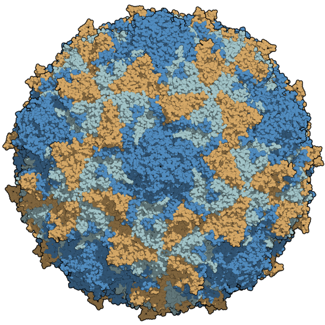 Type 3 poliovirus capsid