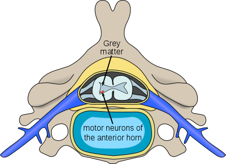 spinal diagram