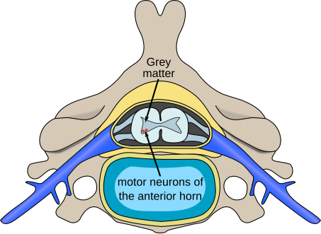 The location of motor neurons in the anterior horn cells of the spinal column will be affected by the polioviruses causing poliomyelitis.