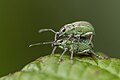 * Nomination Green leaf weevil copulating during monsoon season in Kathmandu, Nepal. By User:Prasan Shrestha --Biplab Anand 06:03, 31 August 2021 (UTC) * Promotion  Support Good quality. --Ermell 06:46, 31 August 2021 (UTC) The filename should be made more descriptive (and, alas, less poetic) after the nomination is over. -- Ikan Kekek 08:29, 31 August 2021 (UTC)